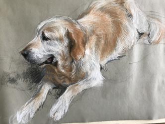 Tiere zeichnen lernen München Hunde zeichnen
